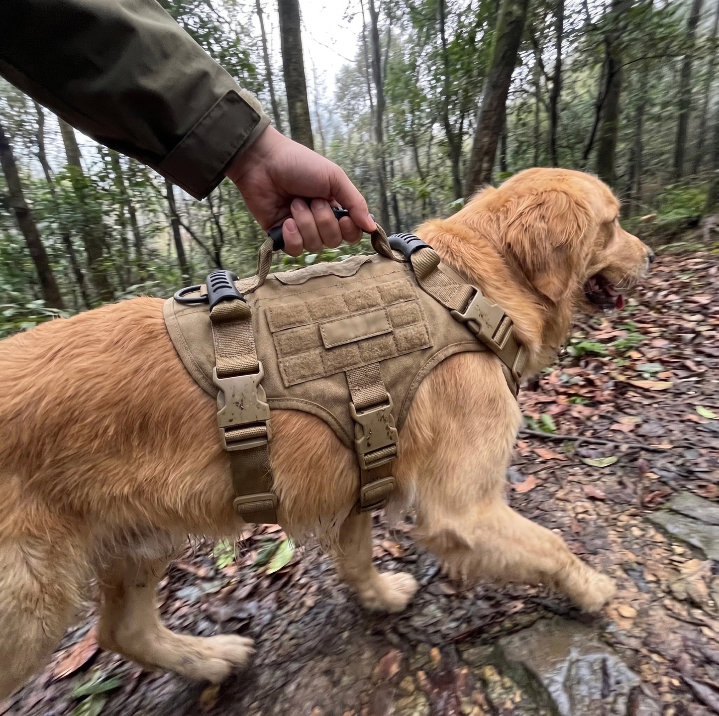 Owner using the sturdy top control handle of the Coyote Brown Midori tactical harness on a Golden Retriever